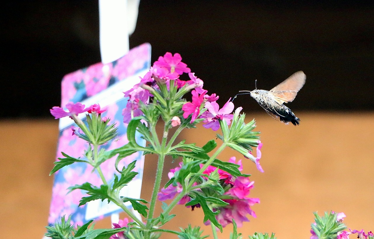 hummingbird hawk moth  hummingbird moths  moth free photo