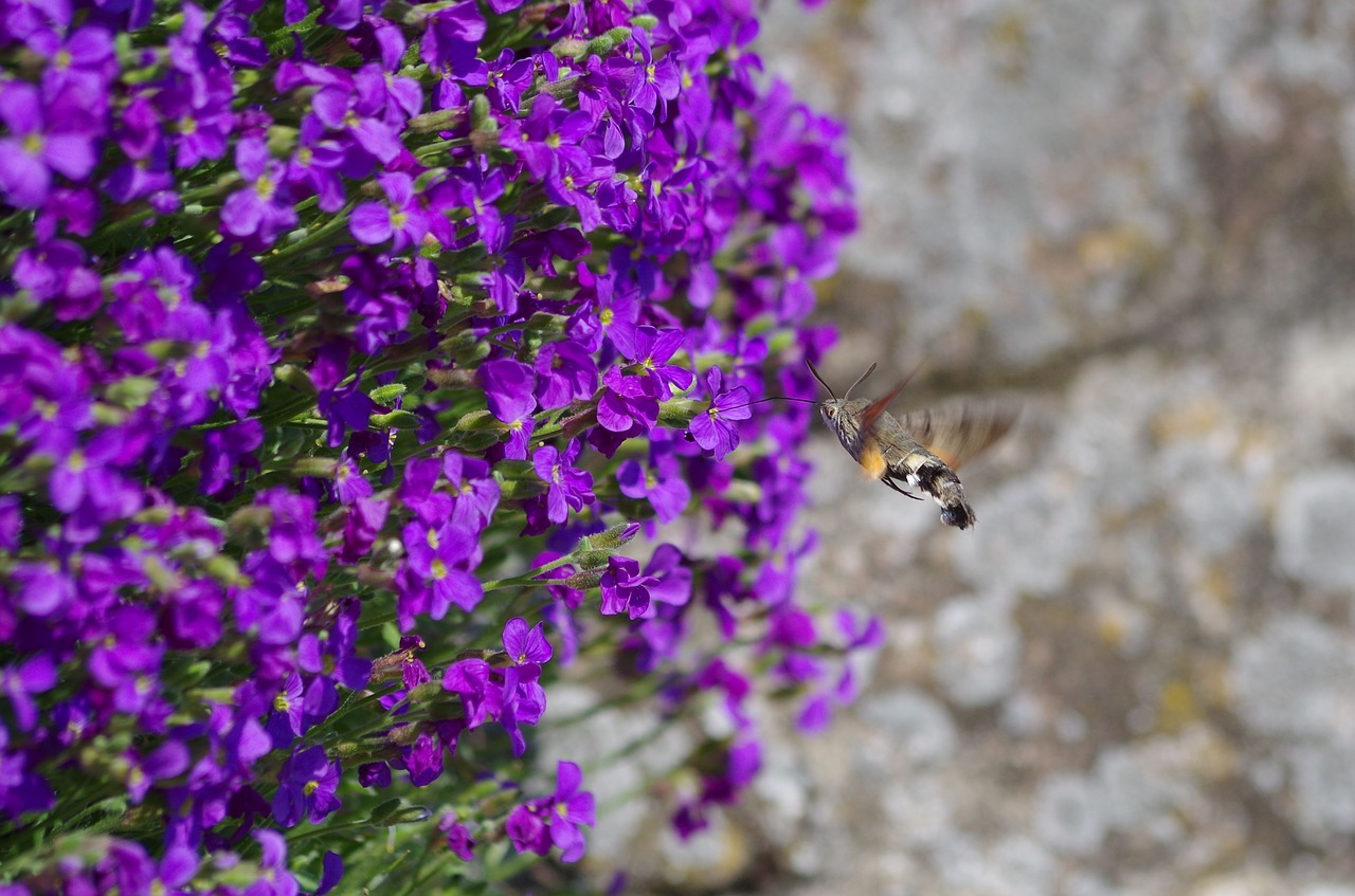 hummingbird hawk moth  butterfly  insect free photo