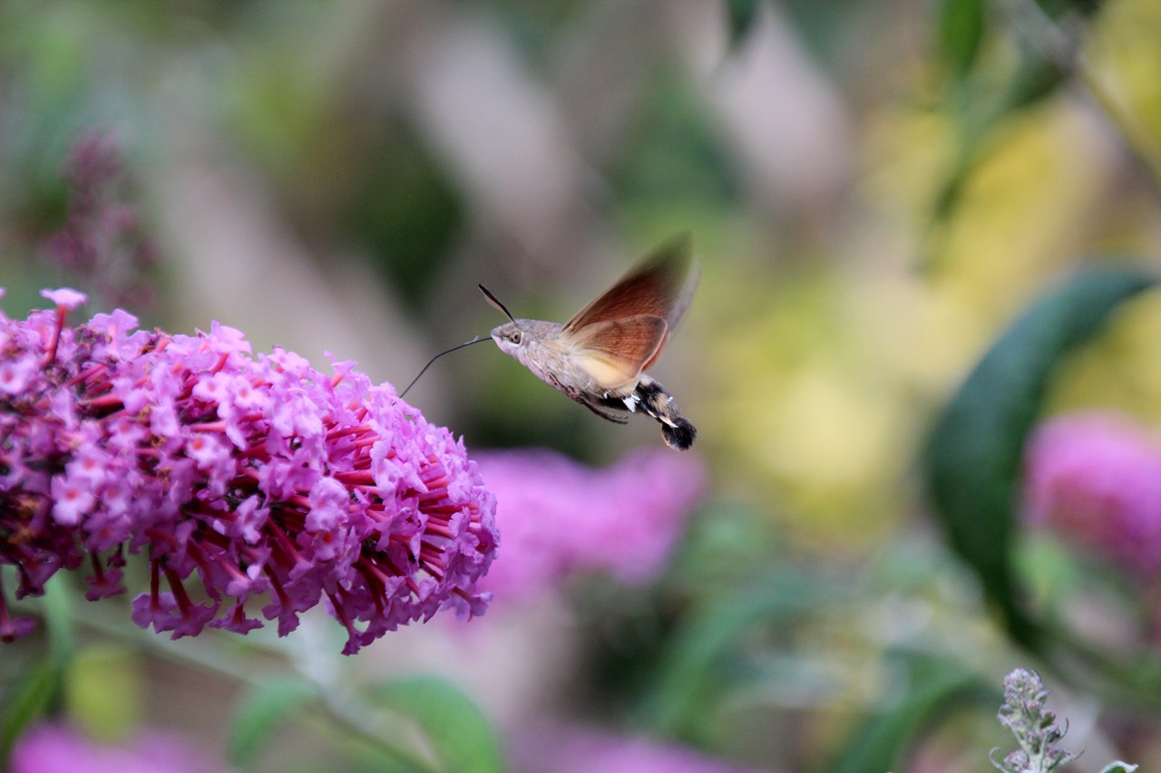 hummingbird hawk moth butterfly animal free photo