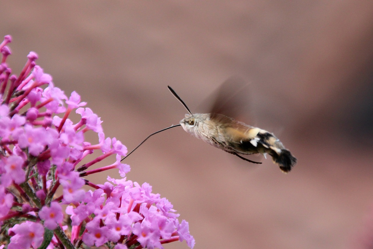 hummingbird hawk moth butterfly insect free photo