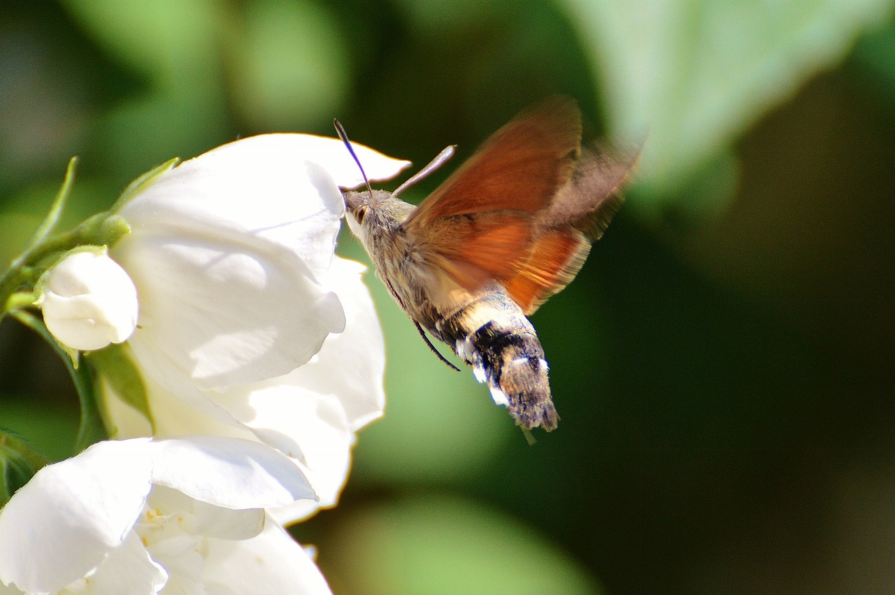 hummingbird hawk moth butterfly moth free photo
