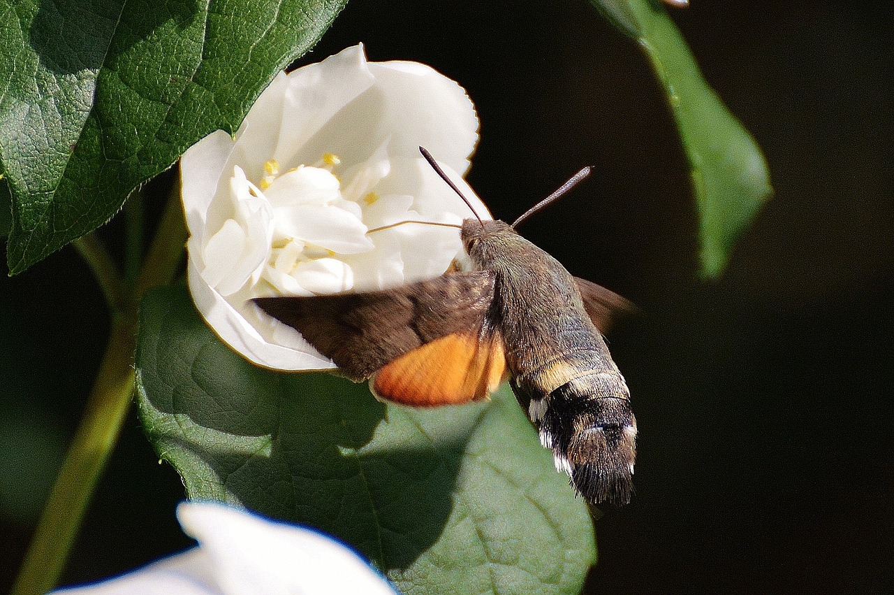 hummingbird hawk moth butterfly moth free photo