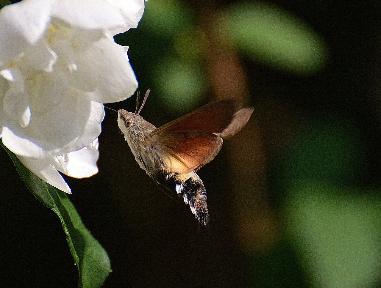 hummingbird hawk moth butterfly moth free photo