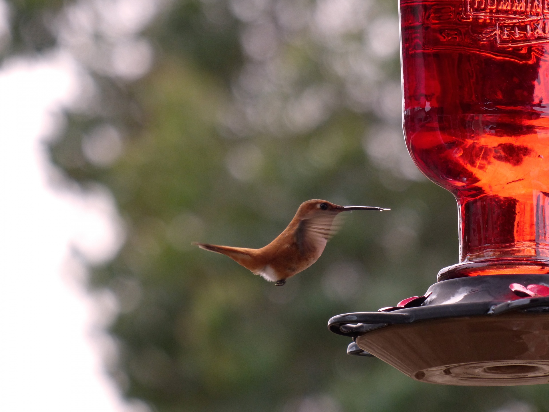 hummingbird chestnut colored bird free photo