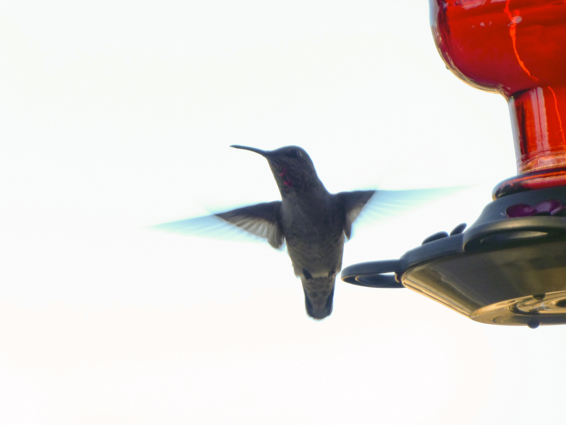 anna's hummingbird white background flight free photo