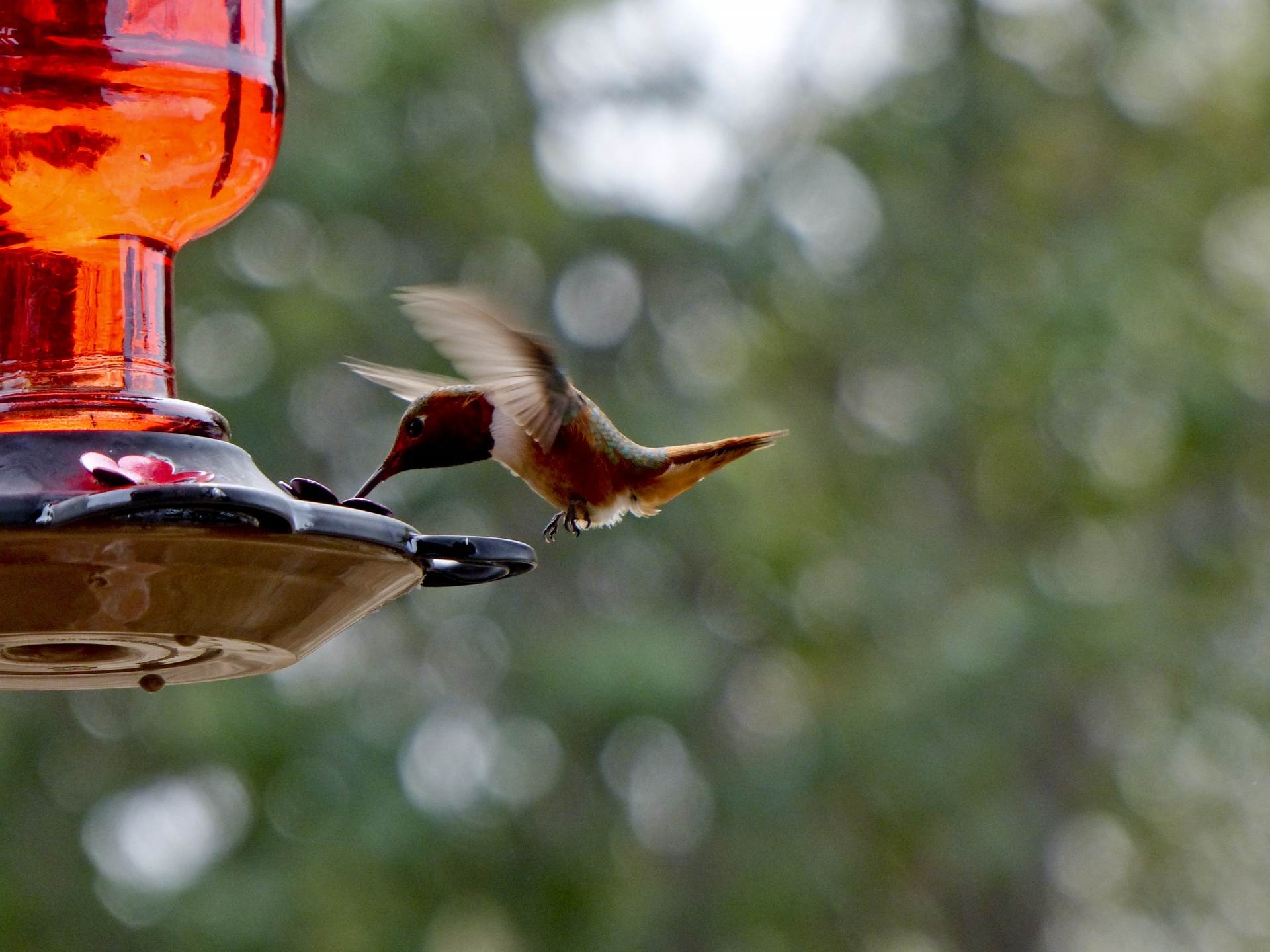 hummingbird wings motion curled toward free photo