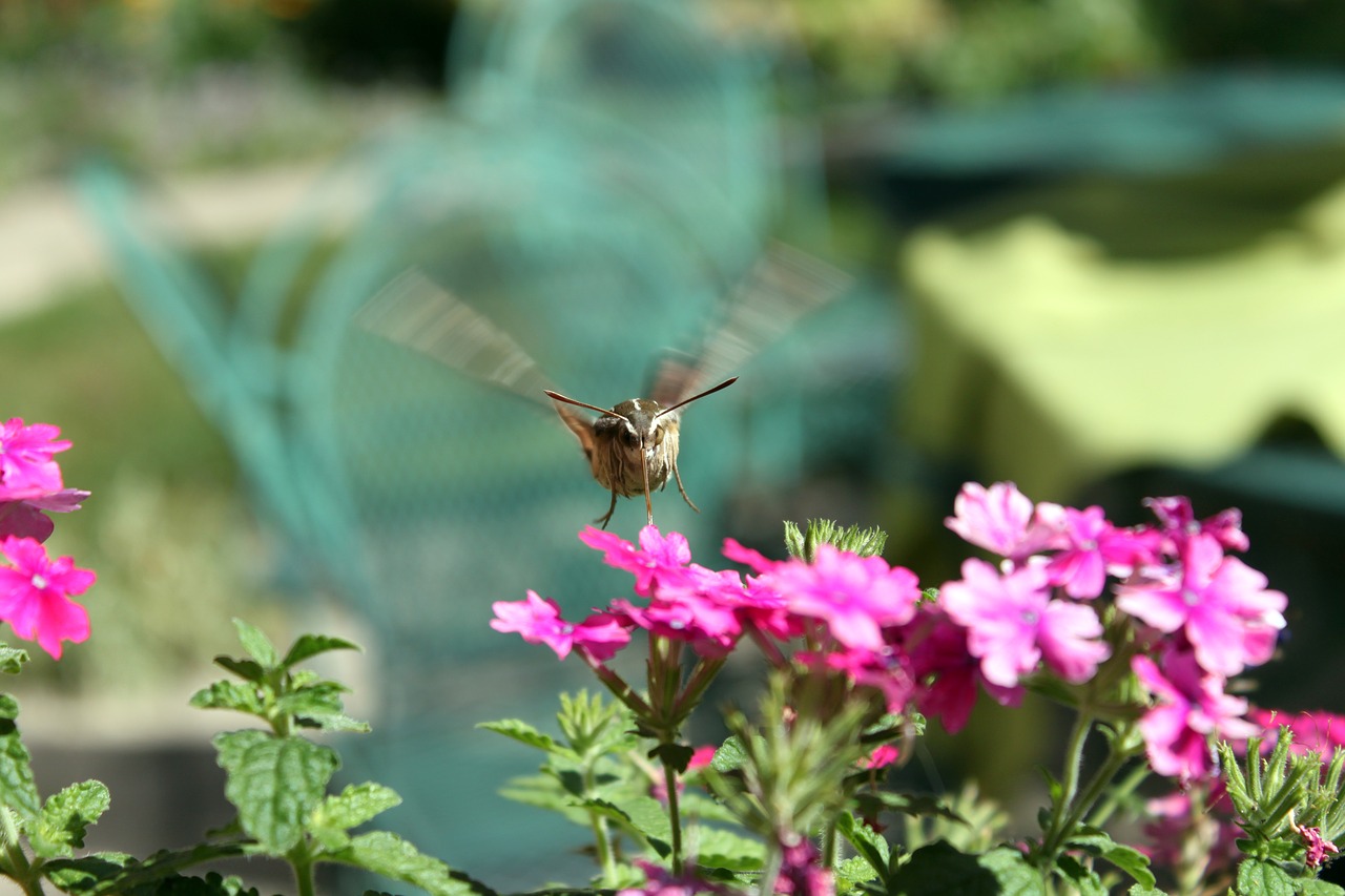 Edit free photo of Hummingbird moth,moth,hawk-moth,insect,fly - needpix.com