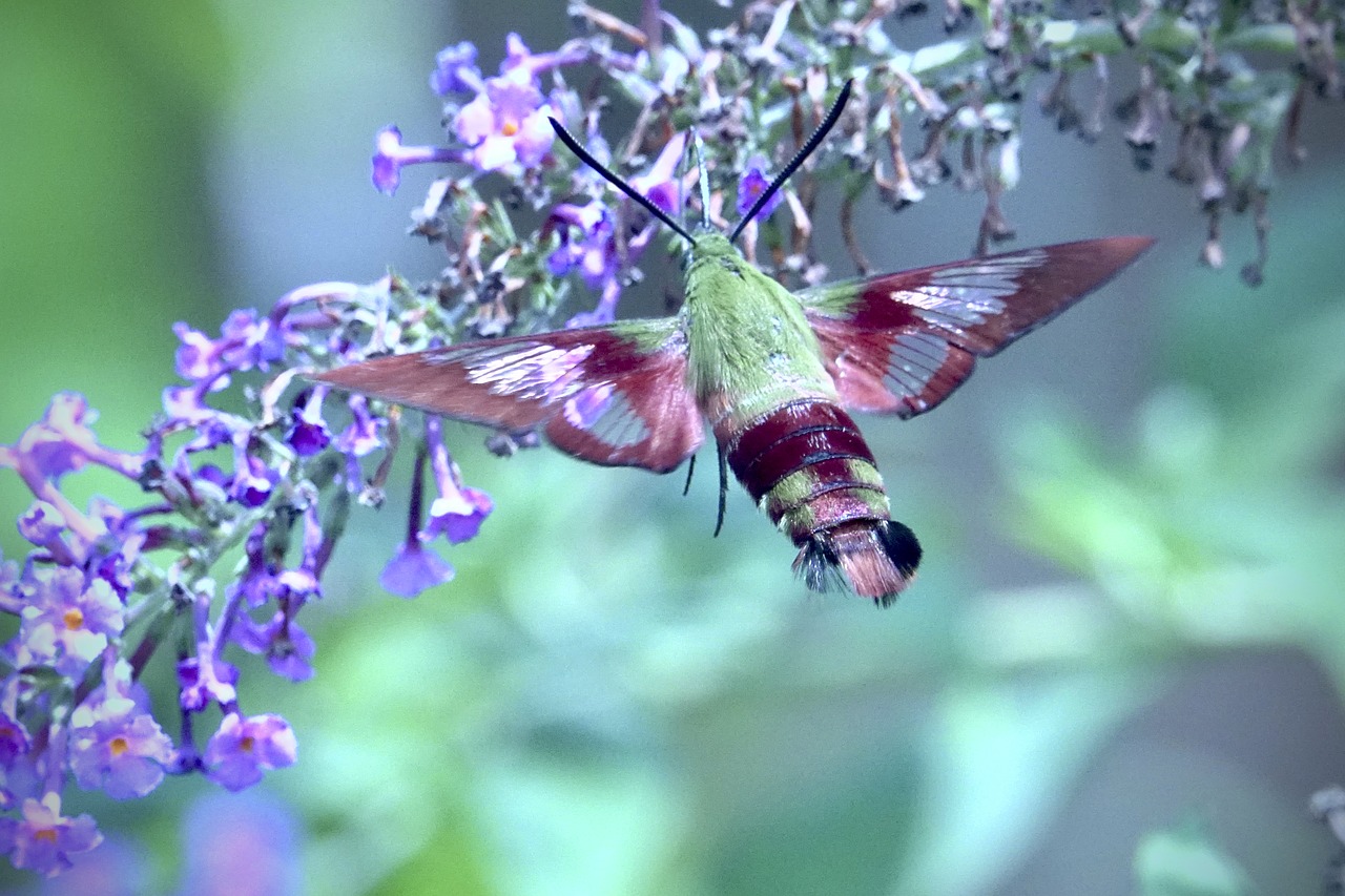 hummingbird moth  moth  flower free photo