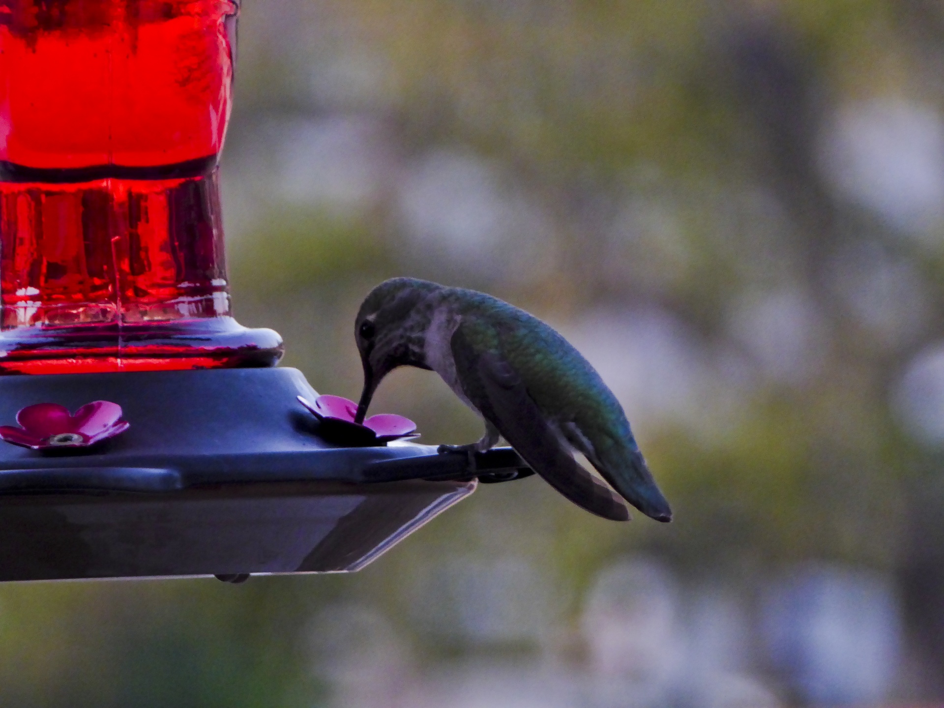 hummingbird anna's feeder free photo
