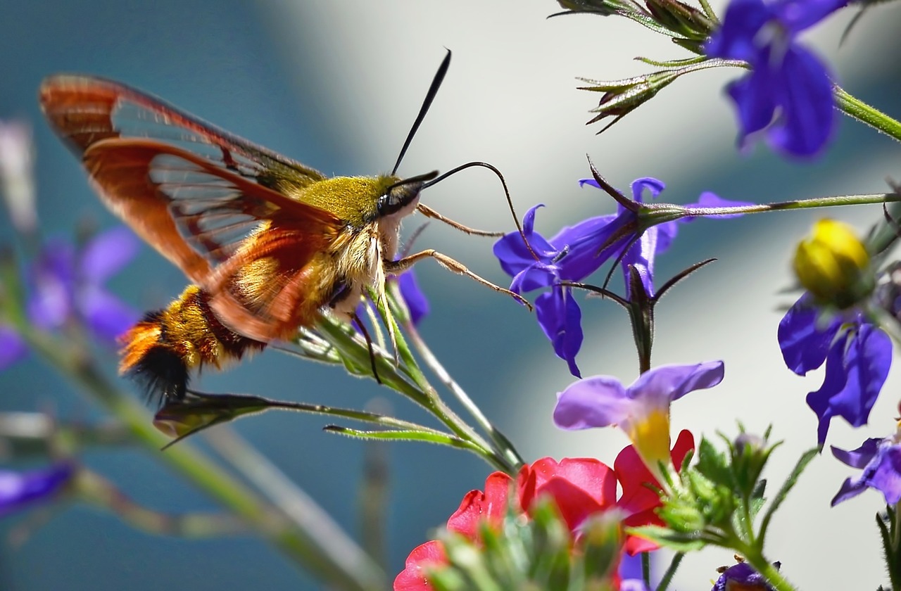 hummingbird sphinx moth butterfly summer flowers free photo