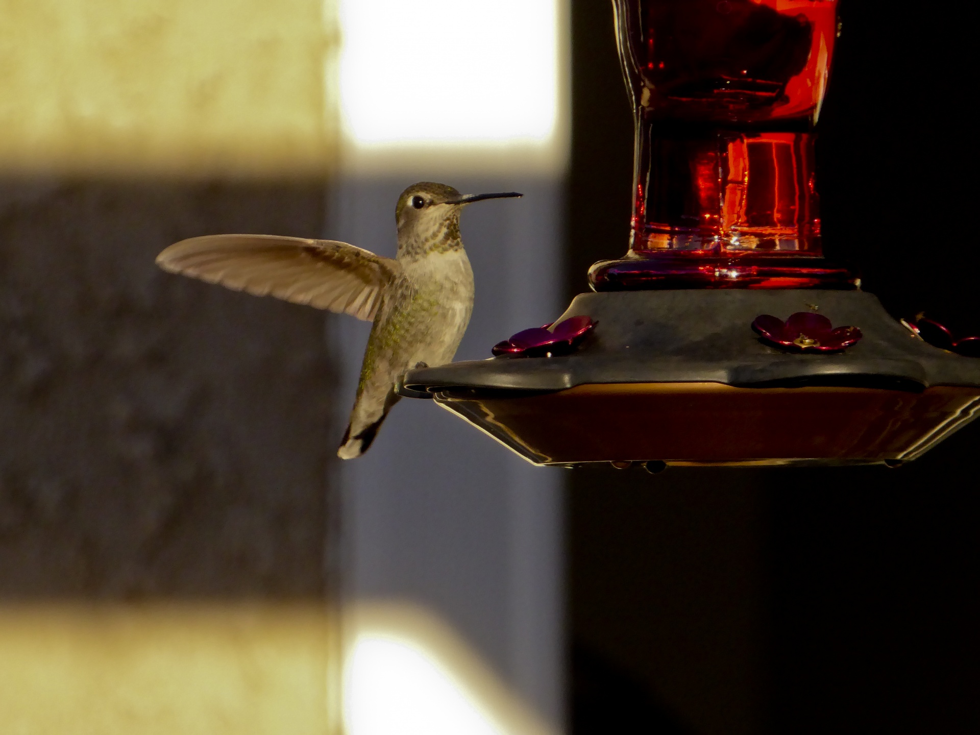 hummingbird anna's feeder free photo