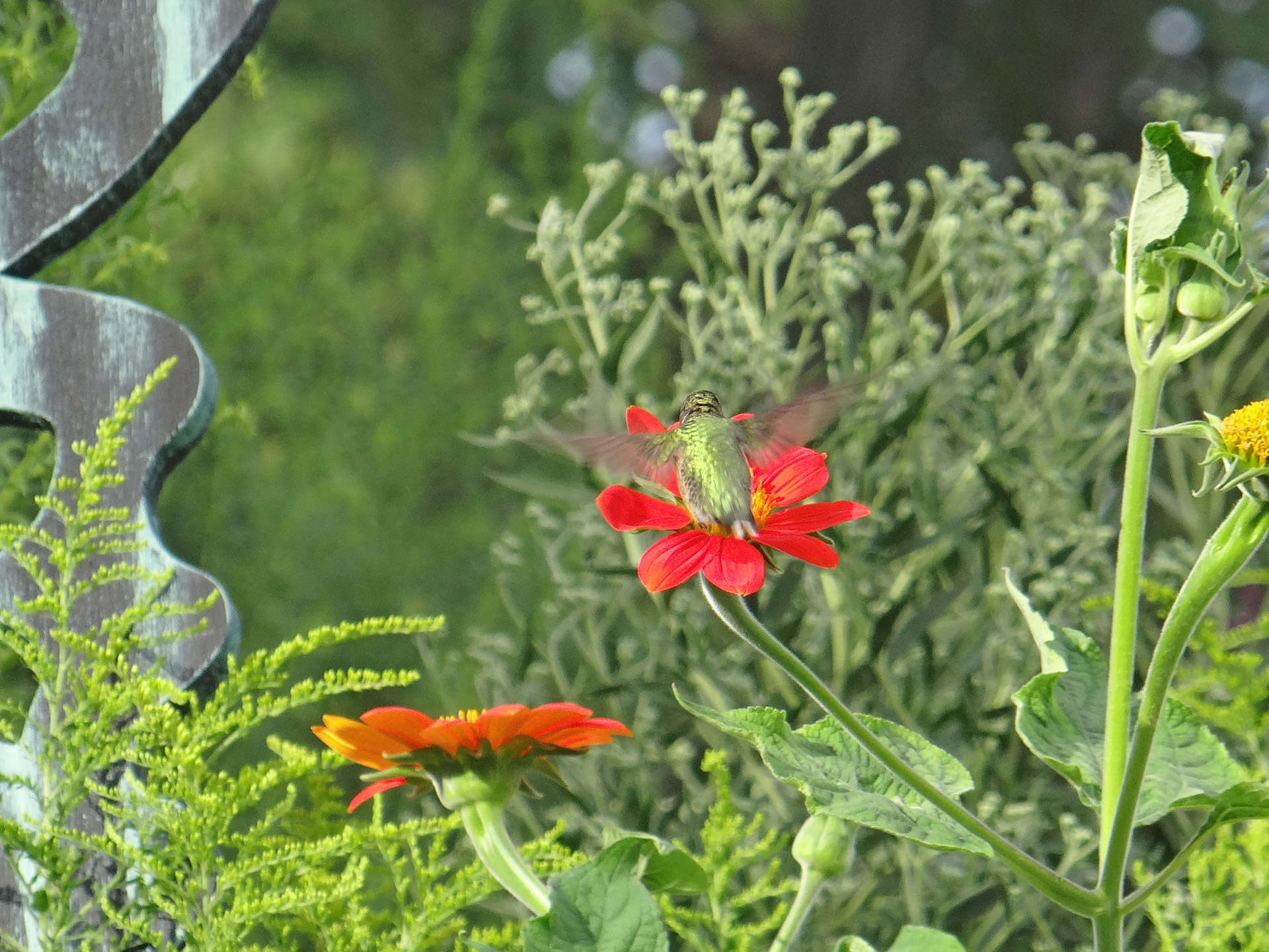 hummingbird feeding flower free photo