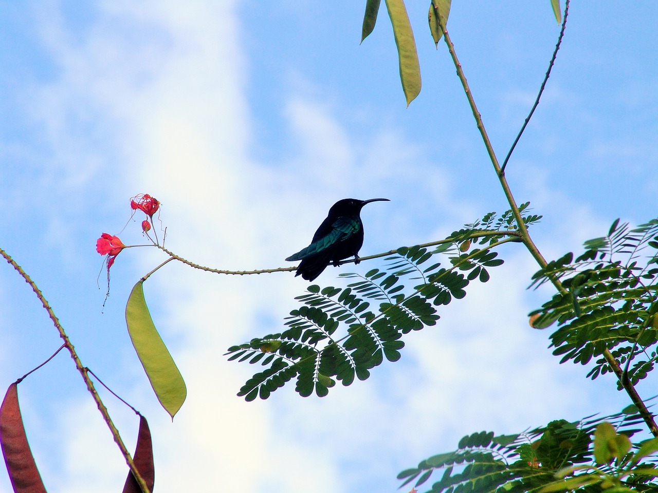 hummingbirds martinique caribbean free photo