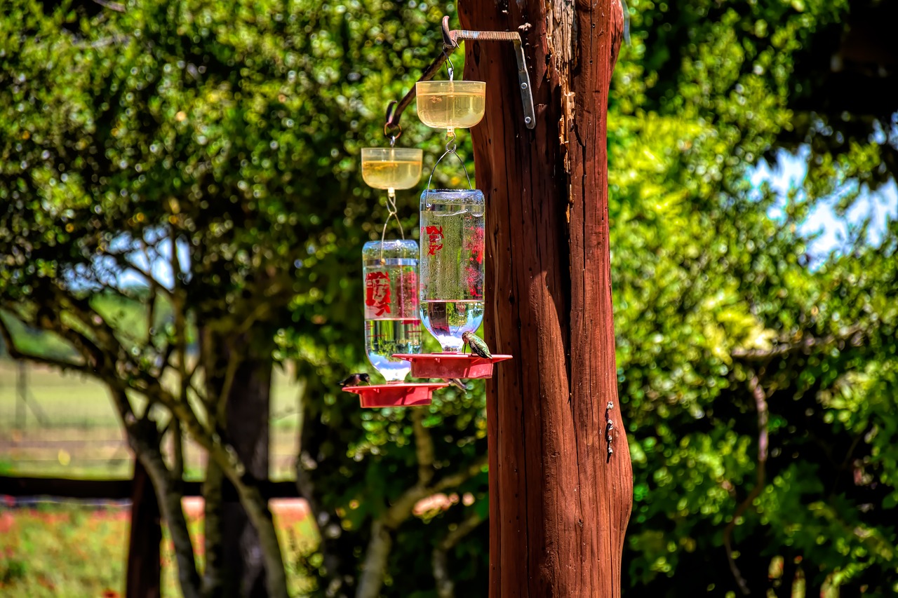 hummingbirds  feeder  bird free photo
