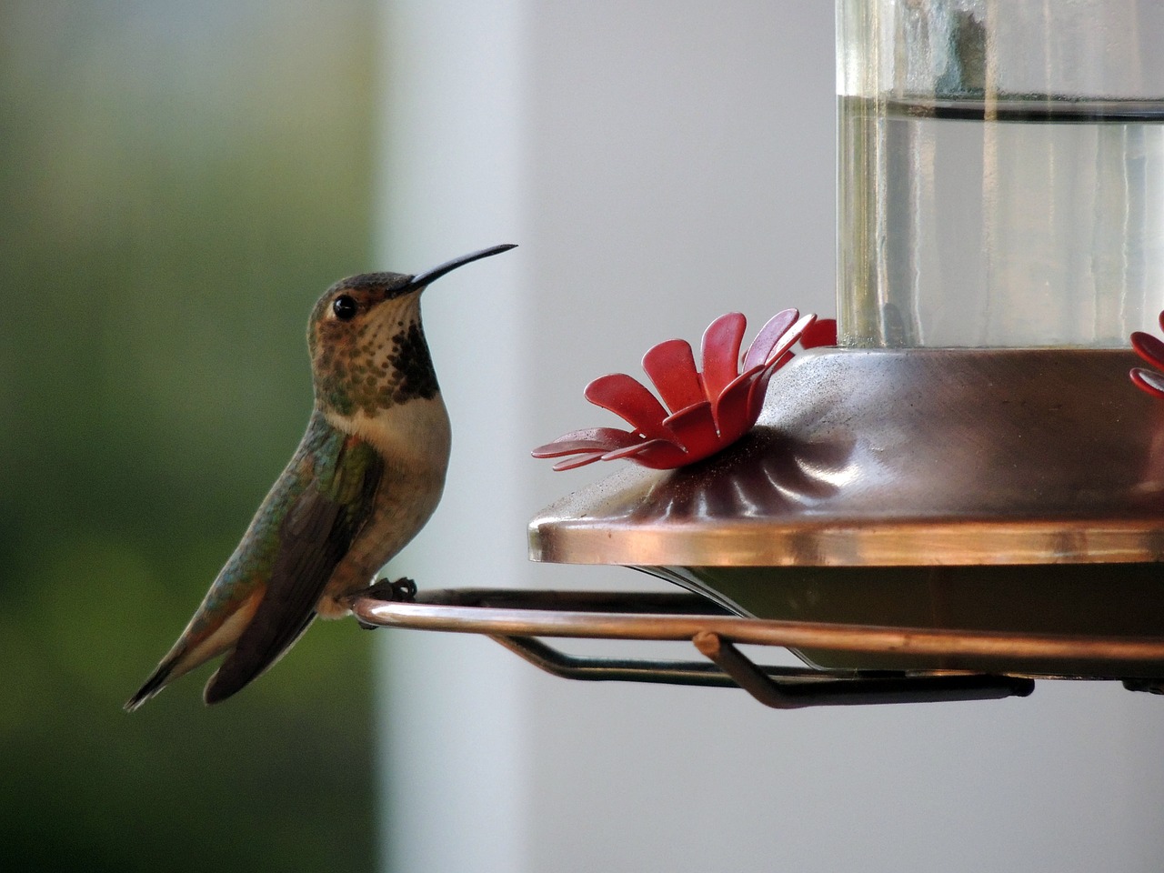 hummingbirds birds beak free photo