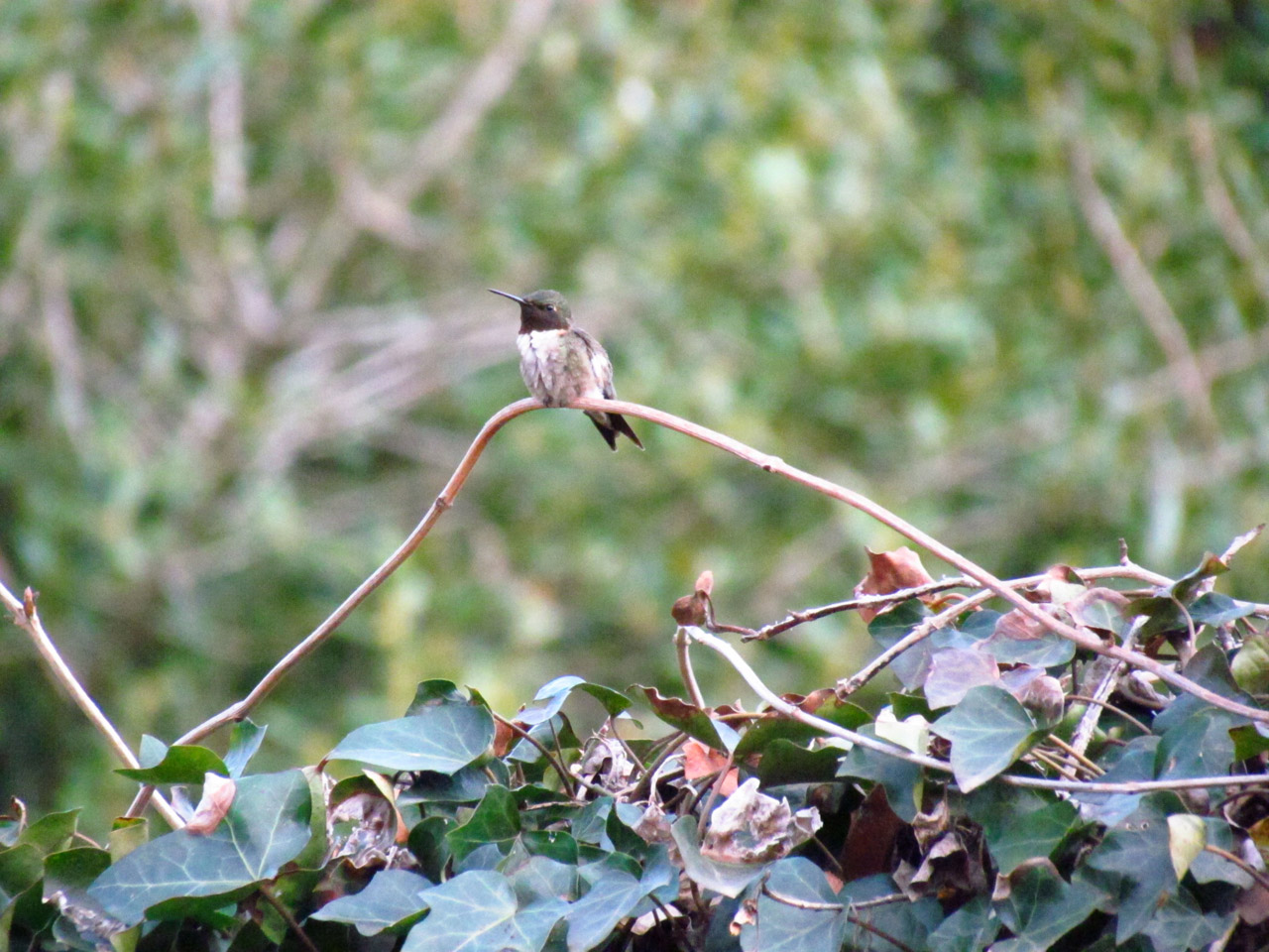 bird birds hummingbird free photo