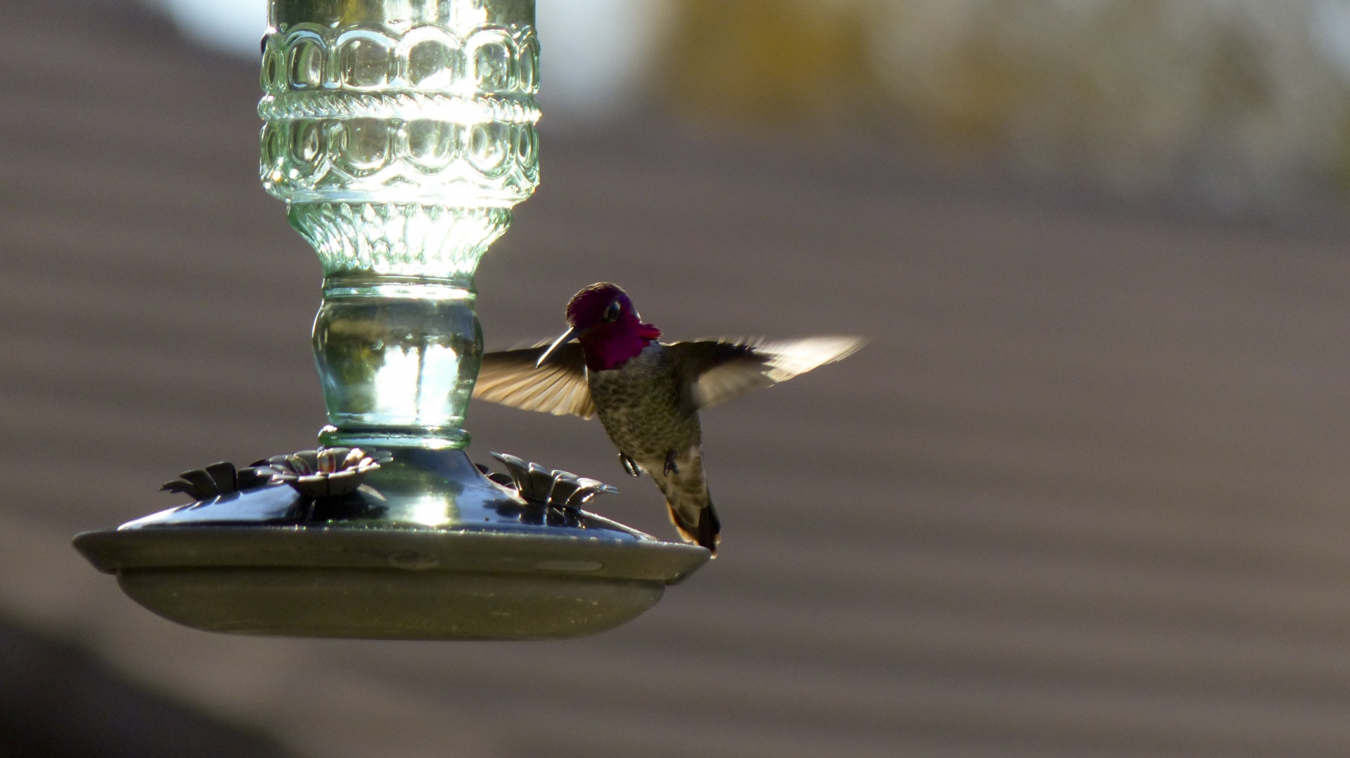 hummingbird red anna's free photo