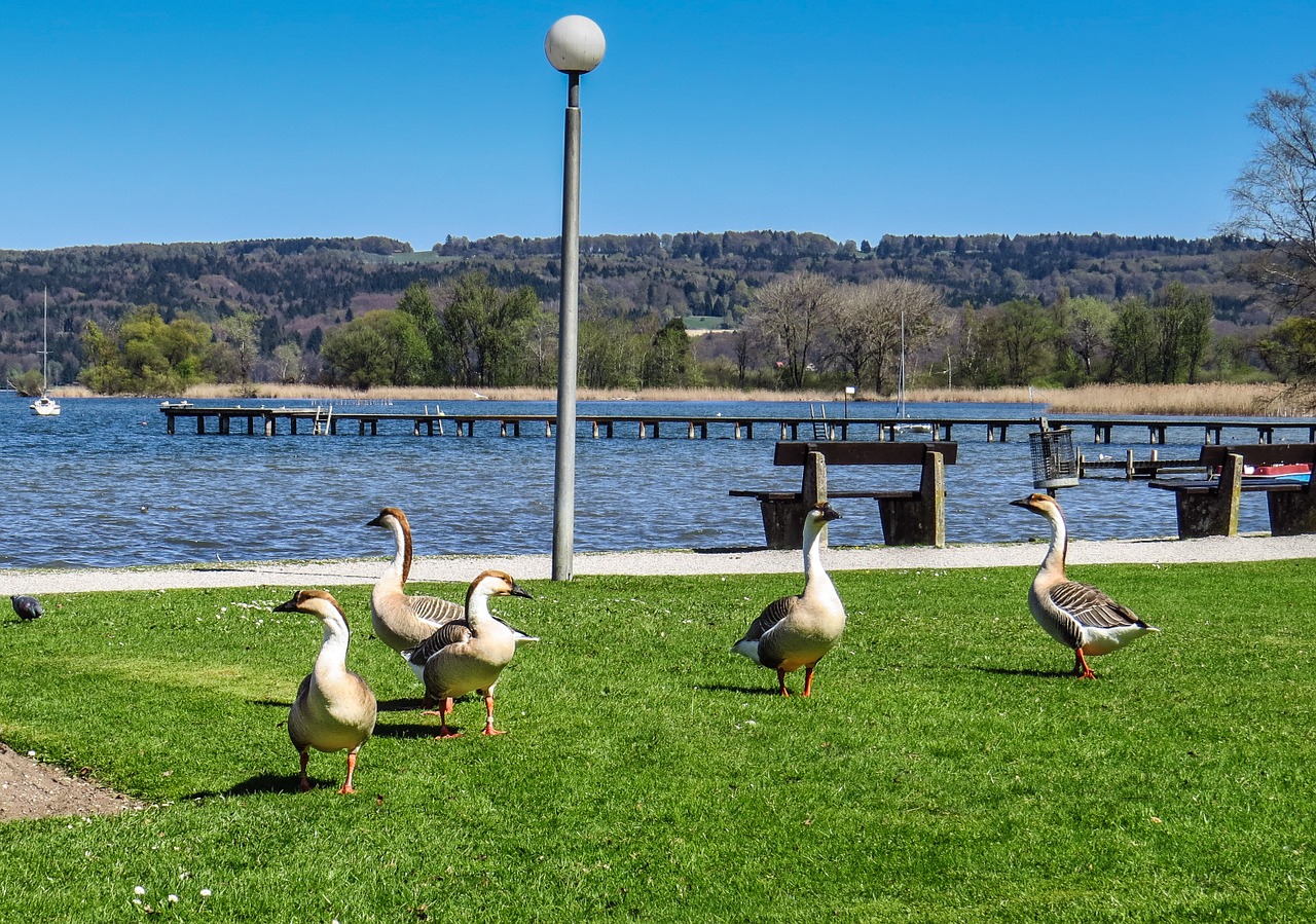 hump geese lake bank free photo