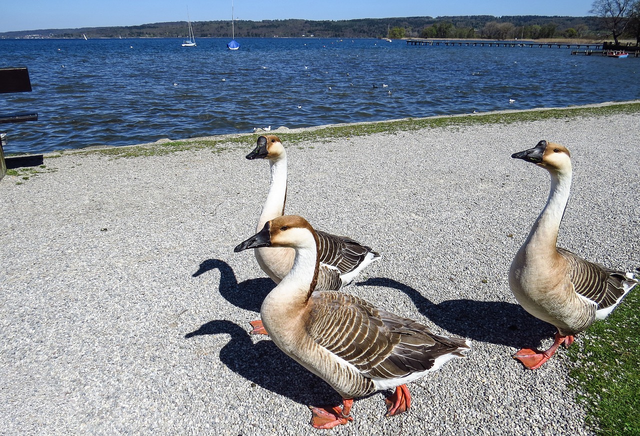 hump geese lake bank free photo