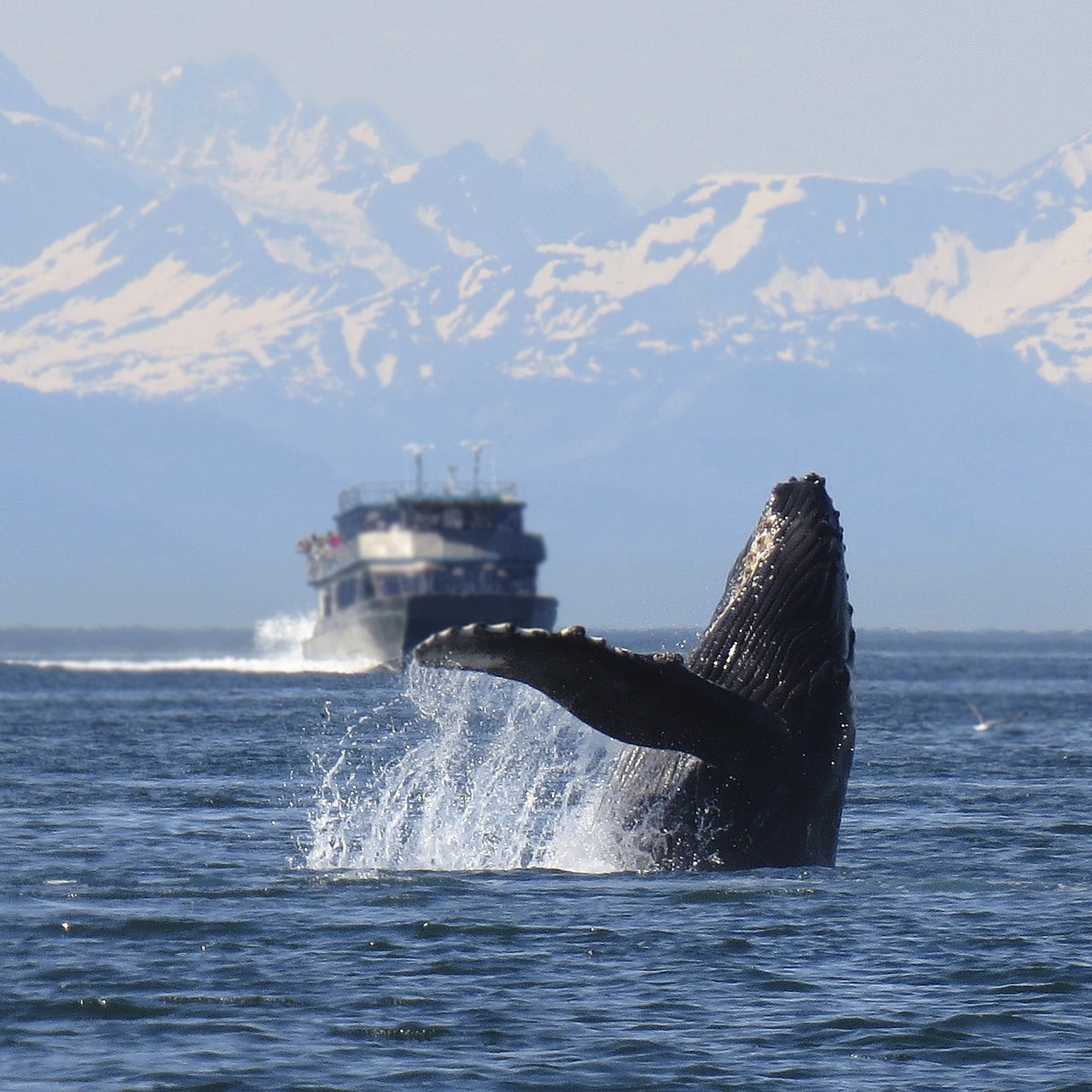 humpback whale breeching free photo