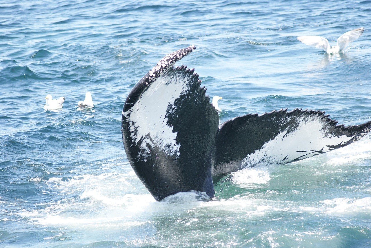 humpback whale tail free photo