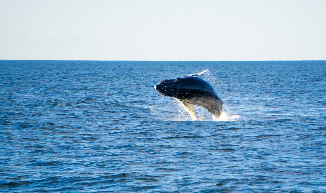 humpback whale ocean free photo