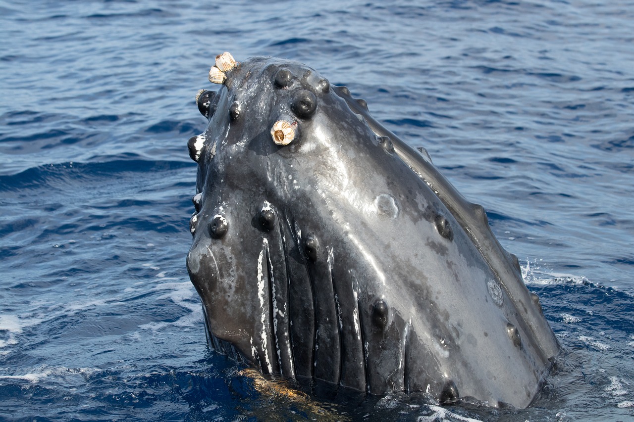 humpback  whale  maui free photo