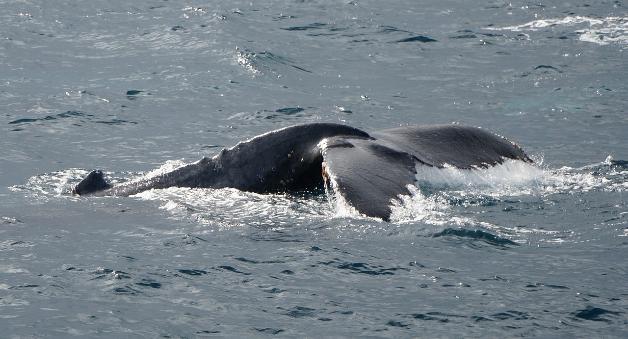 humpback  whale  blue free photo