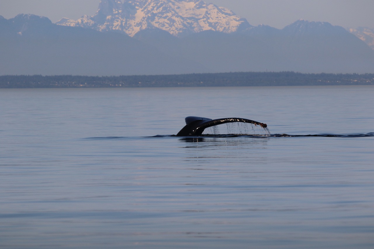 humpback  whale tail  mountain free photo