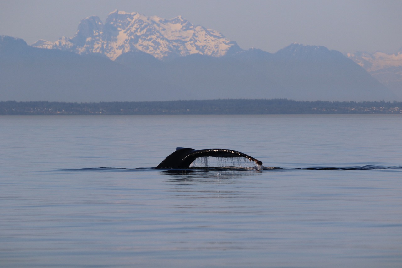 humpback  whale  west coast free photo