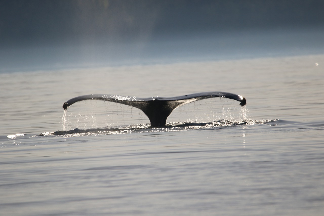 humpback  whale tail  whale free photo