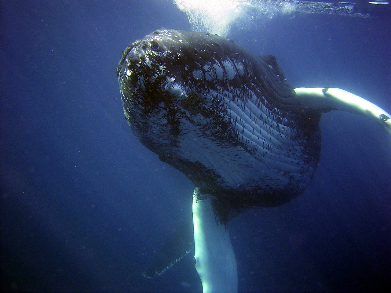 humpback whale sea free photo