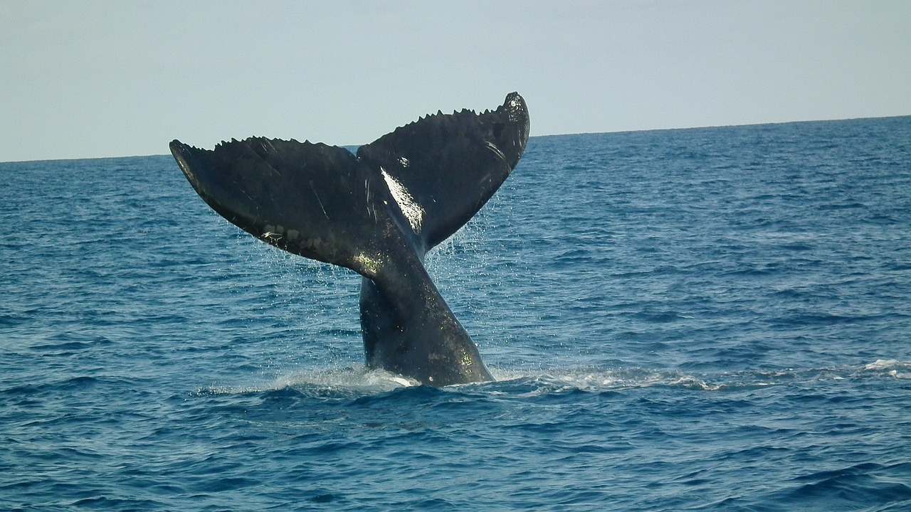 humpback tail abrolhos humpback whales free photo
