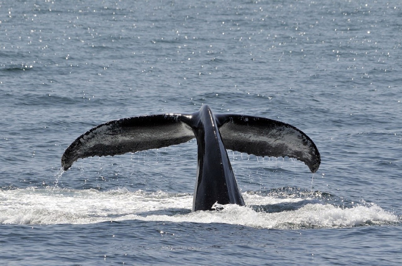 humpback whale breaching tail free photo