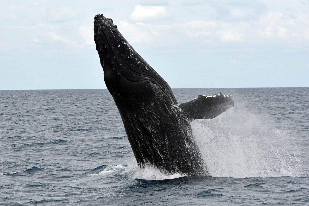 humpback whale wal marine life free photo