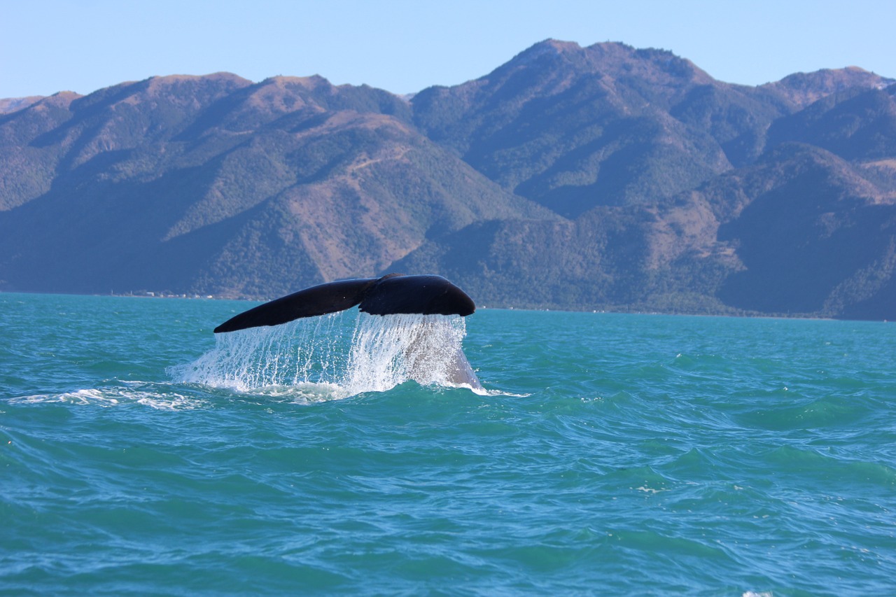 humpback whale whale tail kaikoura free photo
