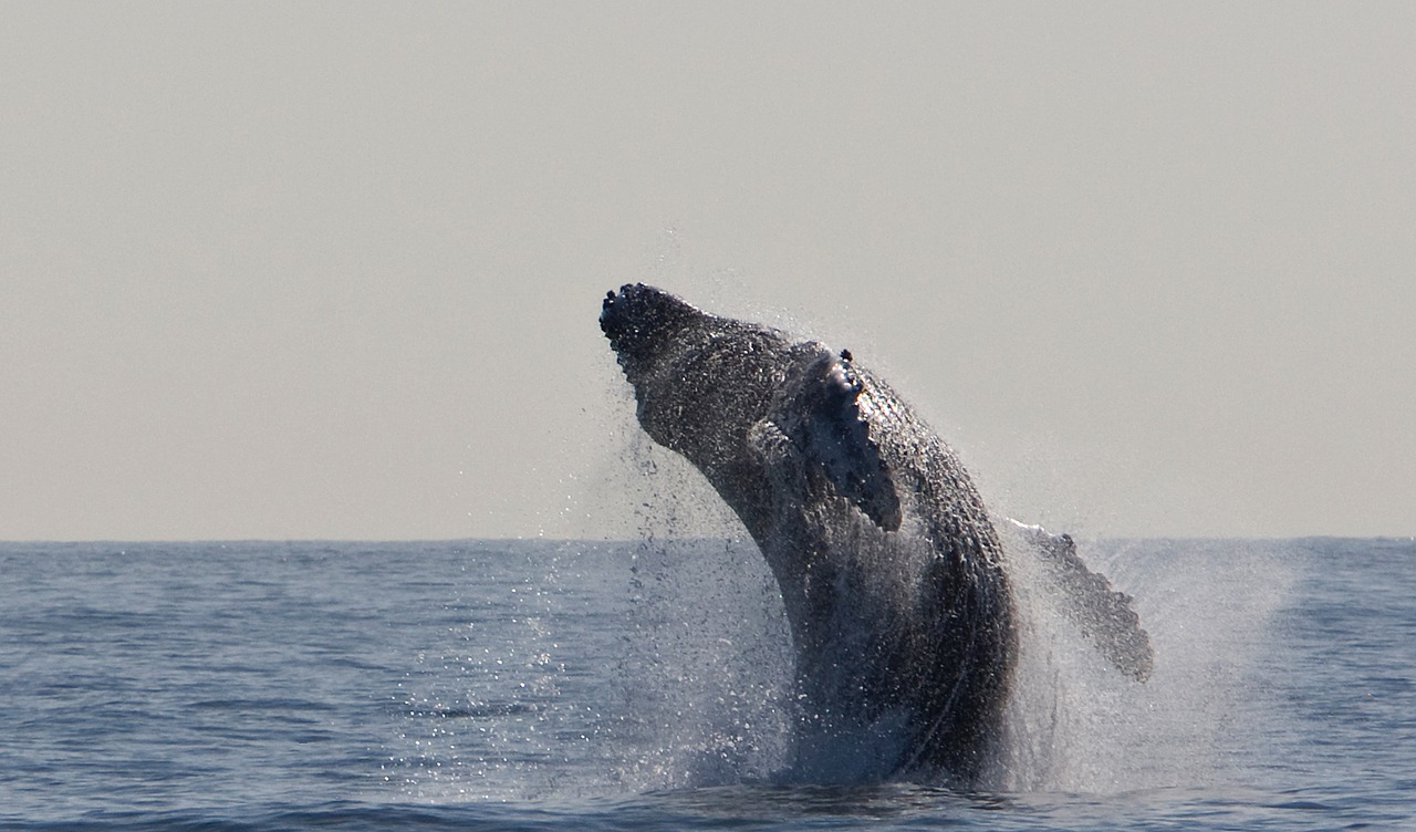 humpback whale jumping breaching free photo