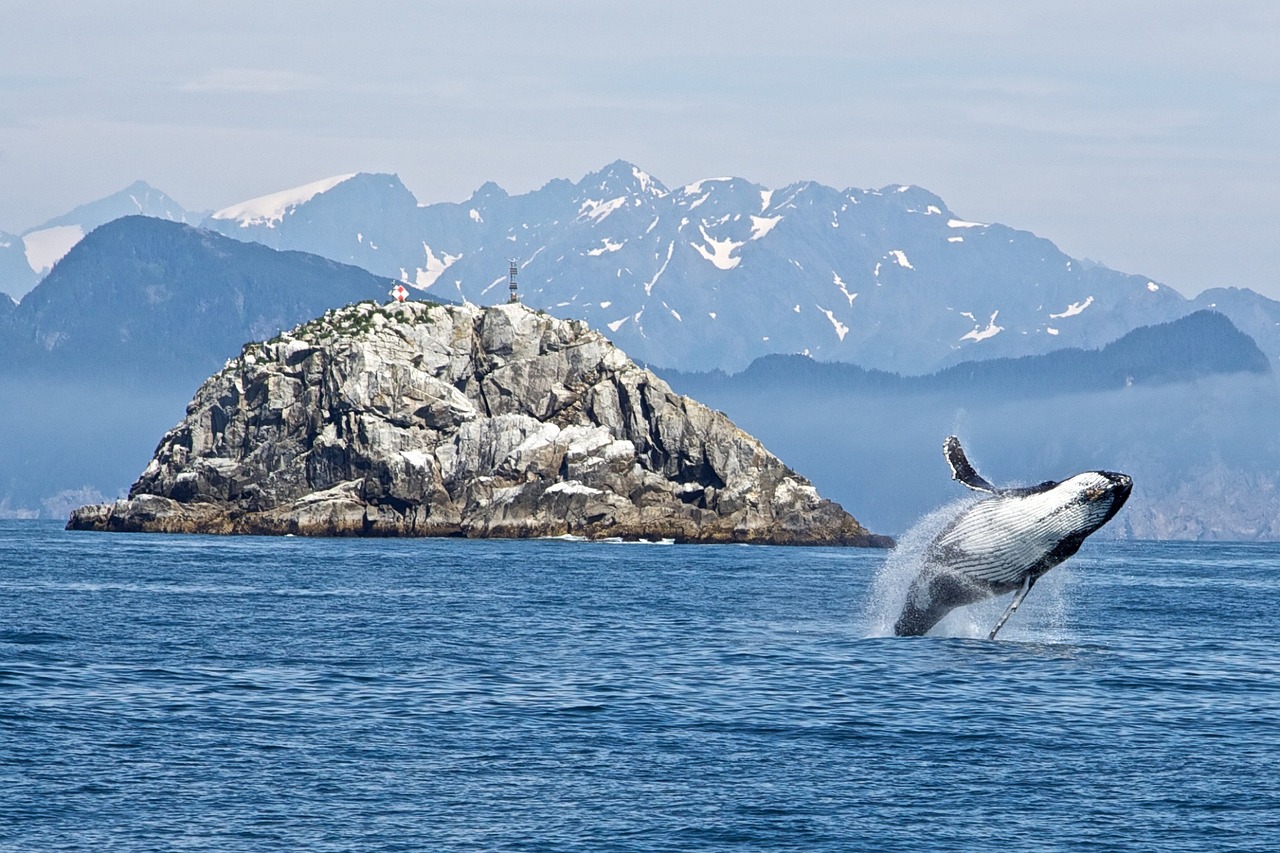 humpback whale breaching ocean free photo