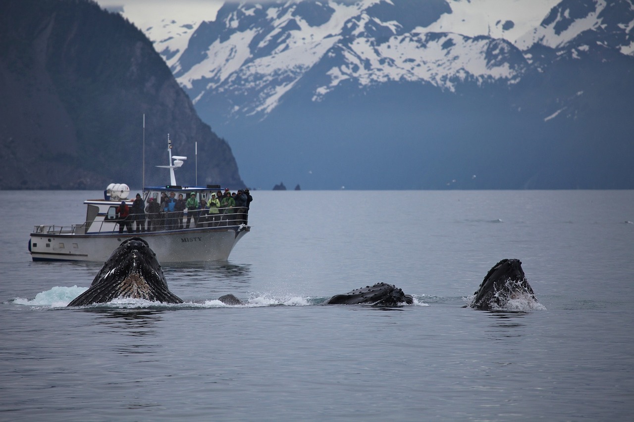 humpback whale breaching feeding free photo