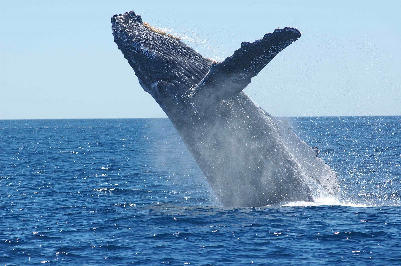 humpback whale breaching jumping free photo