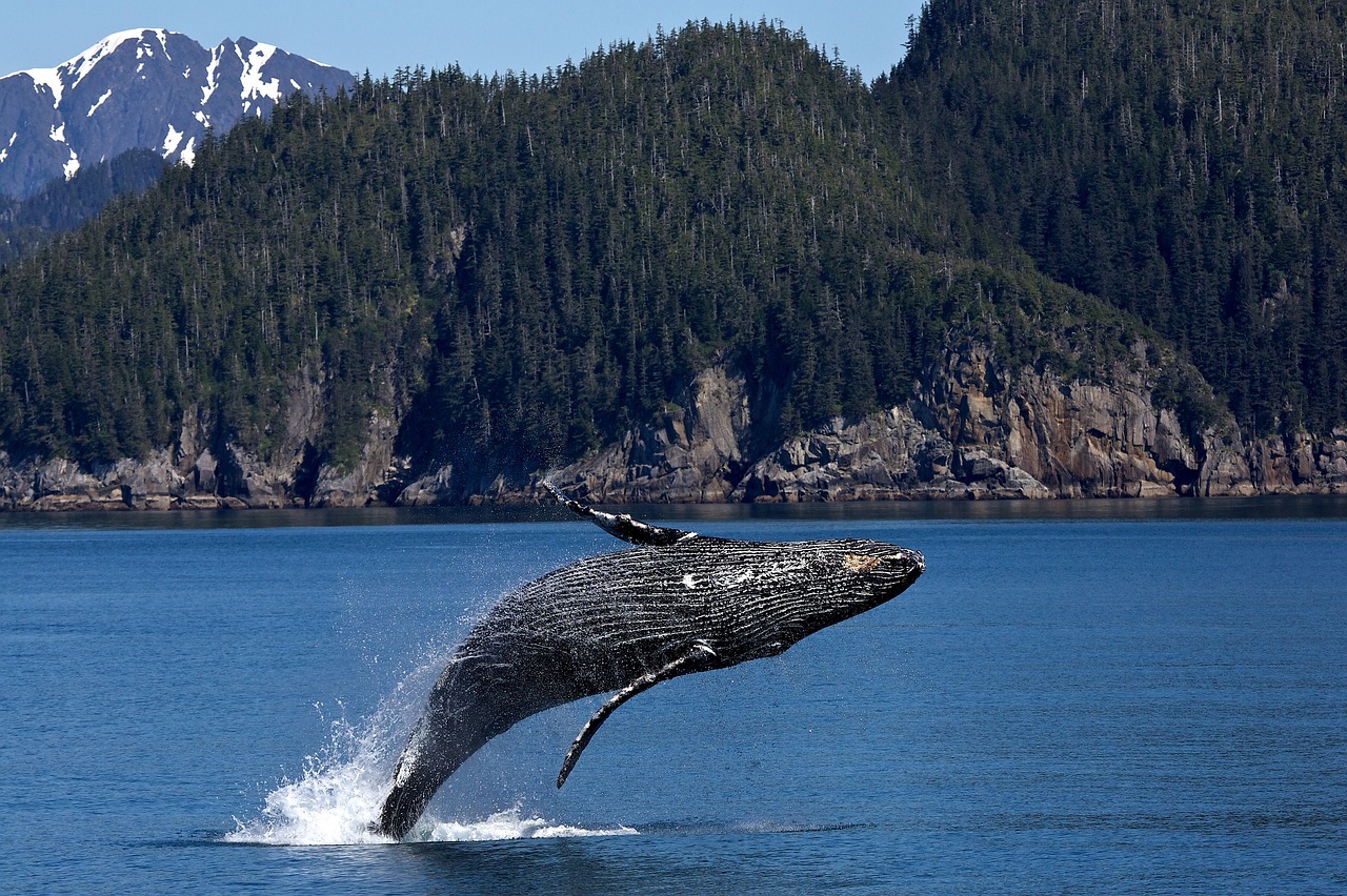 humpback whale jumping breaching free photo