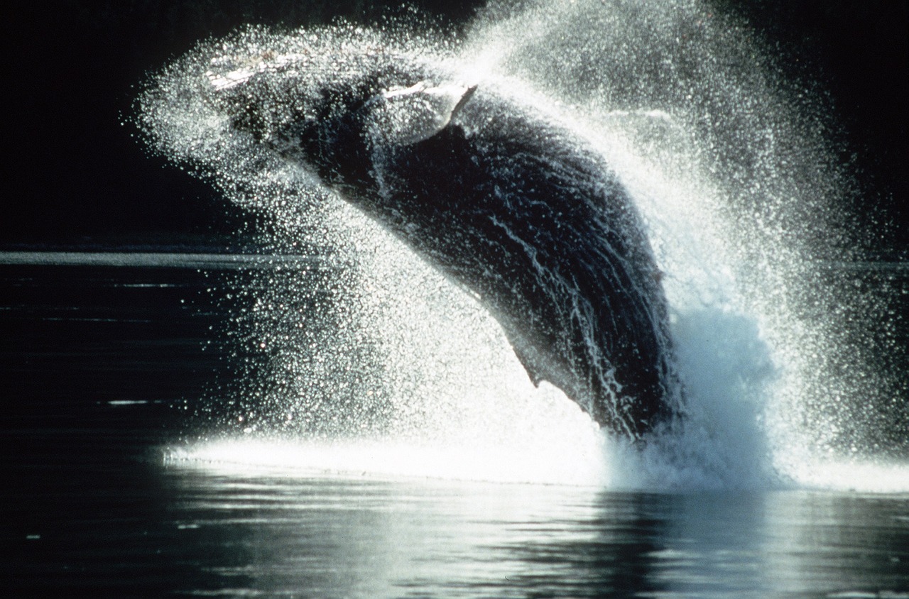 humpback whale breaching jumping free photo