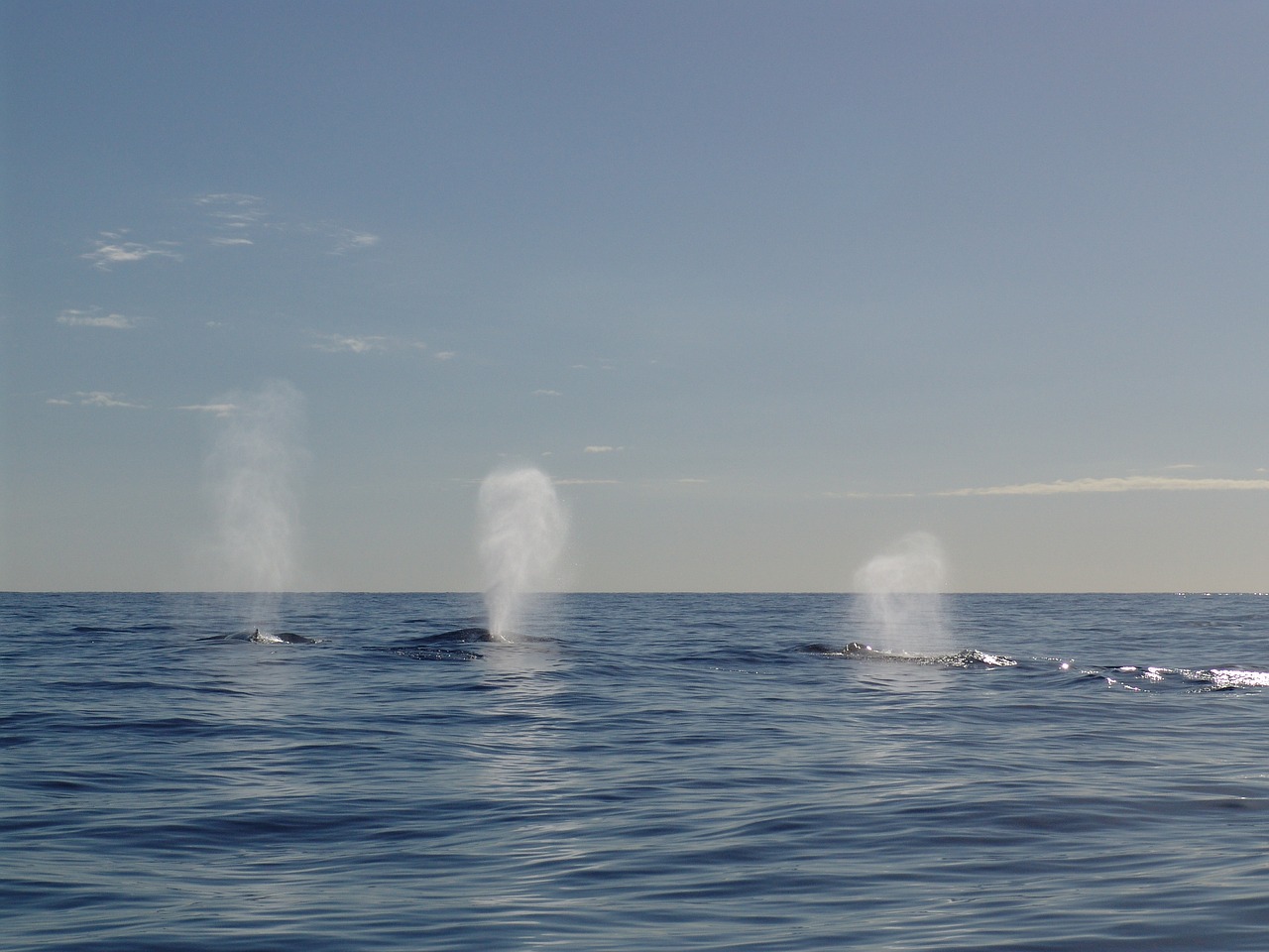 humpback whale walatem the sea with whales free photo