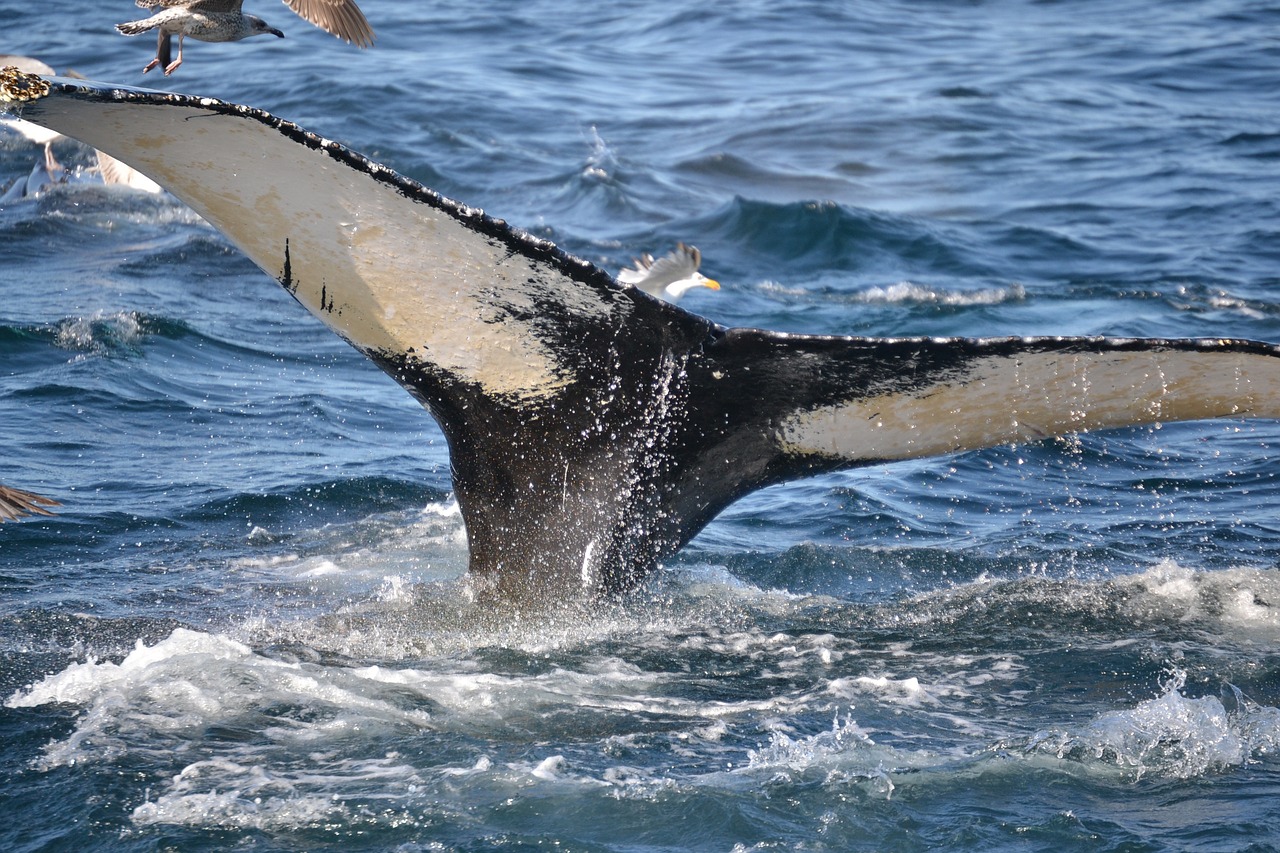 humpback whale whale cape cod free photo