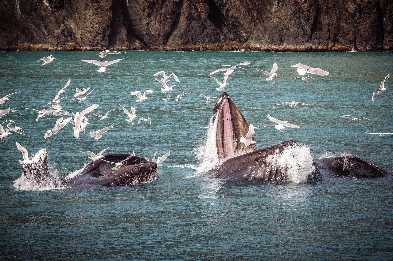 humpback whale  alaska  sea free photo