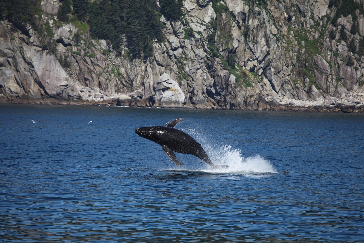 humpback whale  jumping  breaching free photo
