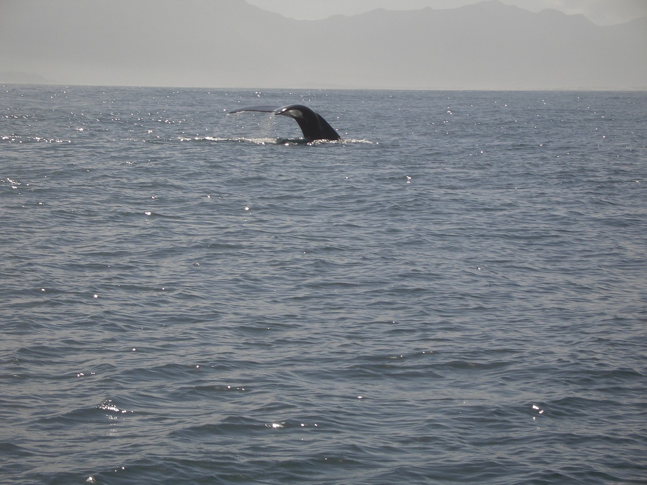 humpback whale  caudal fin  mammal free photo