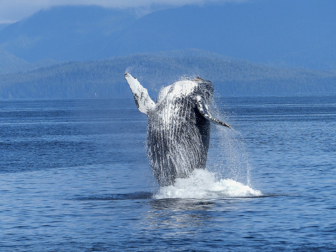 humpback whale natural spectacle nature free photo