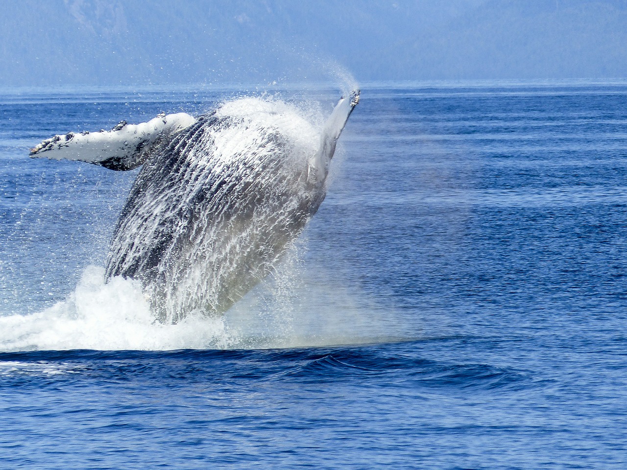 humpback whale natural spectacle nature free photo