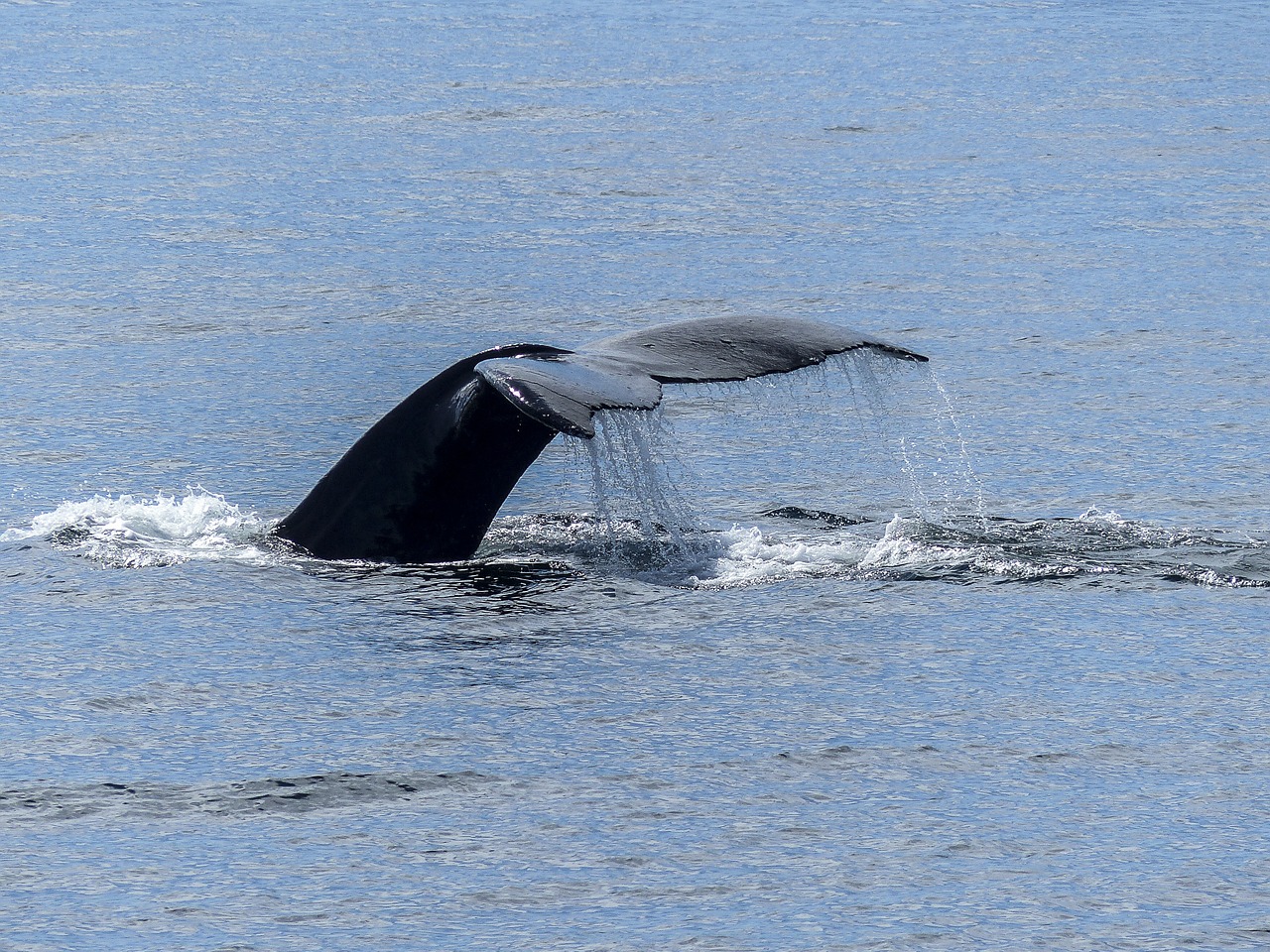 humpback whale tail fin natural spectacle free photo